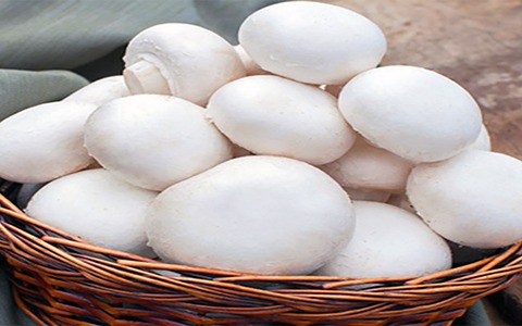 تصویر 2 از خرید قارچ دکمه ای سفید + قیمت فروش استثنایی