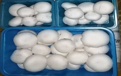 تصویر 4 از قیمت قارچ بسته بندی دزفول + خرید باور نکردنی