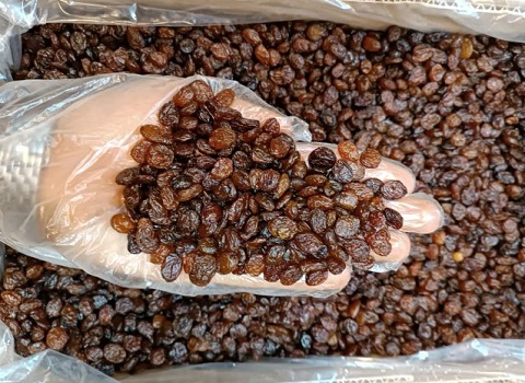 تصویر 1 از فروش کشمش پلویی آفتابی + قیمت خرید به صرفه