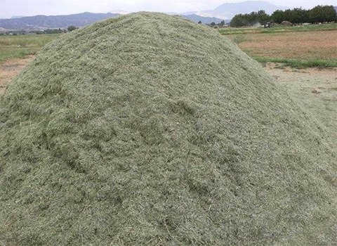 تصویر 2 از قیمت علوفه یونجه خشک + خرید باور نکردنی