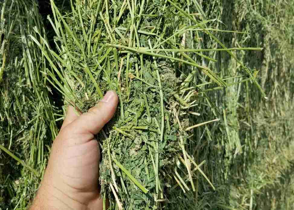 تصویر 3 از خرید یونجه خشک برای خرگوش + قیمت فروش استثنایی