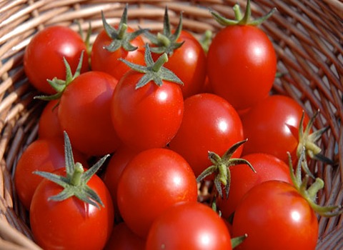 تصویر 2 از خرید گوجه فرنگی صادراتی + قیمت فروش استثنایی