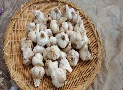 تصویر 1 از قیمت خرید سیر بذری همدان + فروش ویژه