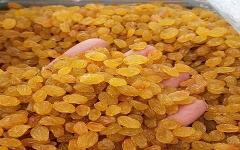 خرید کشمش طلایی ملایر + قیمت فروش استثنایی