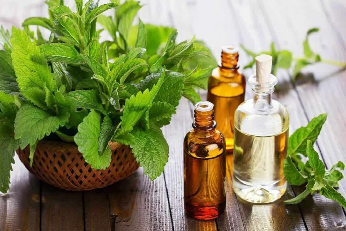 تصویر 1 از قیمت خرید عرق نعنا فلفلی عمده به صرفه و ارزان