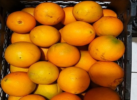 تصویر 3 از قیمت خرید پرتقال تامسون شمال + فروش ویژه