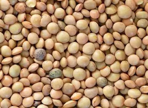 تصویر 3 از خرید و فروش عدس گلستان 900 گرمی با شرایط فوق العاده