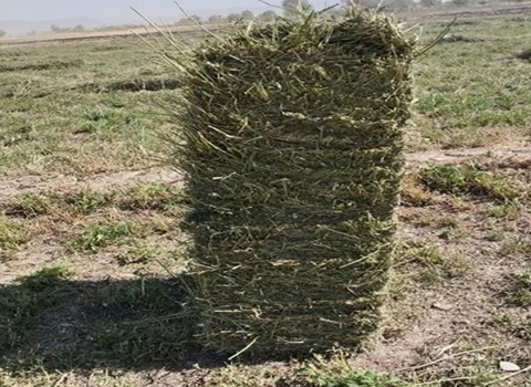 تصویر 4 از خرید و قیمت پودر یونجه خشک + فروش عمده