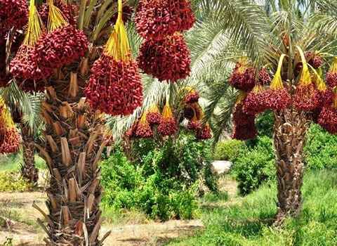 تصویر 1 از قیمت خرید خرما مضافتی خوشه ای + فروش ویژه
