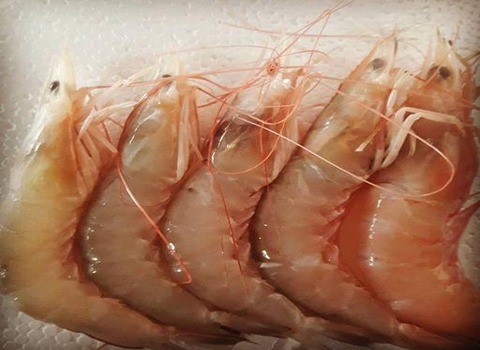 تصویر 3 از فروش میگوی صورتی بوشهر + قیمت خرید به صرفه