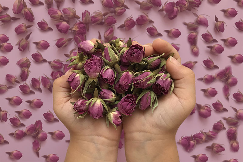 تصویر 4 از خرید و قیمت غنچه گل محمدی تازه + فروش صادراتی