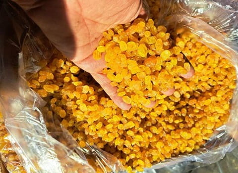 تصویر 2 از خرید کشمش گلدن طلایی + قیمت فروش استثنایی