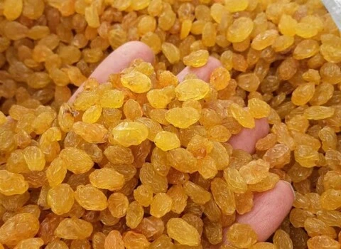 تصویر 4 از خرید کشمش گلدن طلایی + قیمت فروش استثنایی