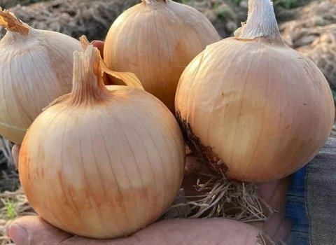 قیمت خرید پیاز زرد زنجان عمده به صرفه و ارزان
