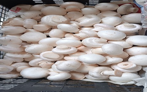 تصویر 1 از خرید قارچ دکمه ای سفید + قیمت فروش استثنایی