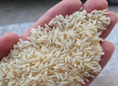 تصویر 3 از قیمت خرید برنج شمال هاشمی با فروش عمده