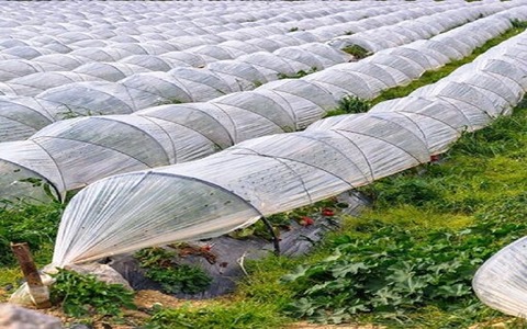 تصویر 4 از خرید نایلون ضخیم گلخانه ای + قیمت فروش استثنایی