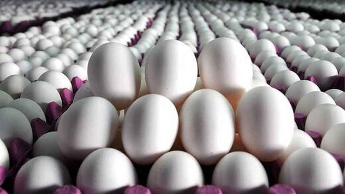 تصویر 1 از خرید و قیمت تخم مرغ صادراتی + فروش عمده