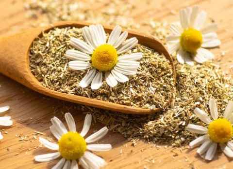 تصویر 3 از خرید و قیمت گیاه دارویی بابونه + فروش عمده