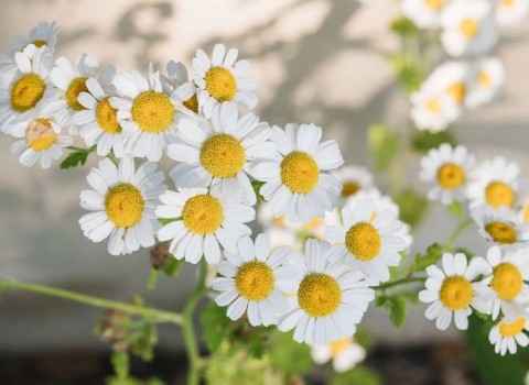 تصویر 4 از خرید و قیمت گیاه دارویی بابونه + فروش عمده