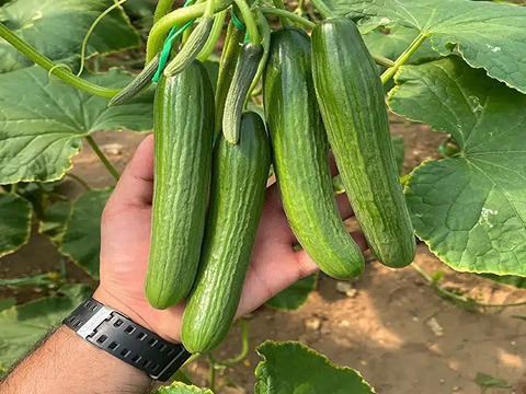 تصویر 2 از قیمت خرید خیار قلمی گلخانه ای + فروش ویژه