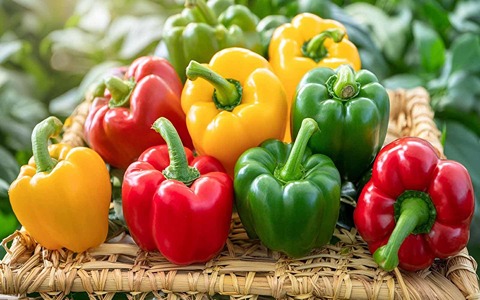 تصویر 1 از خرید و قیمت فلفل دلمه ای صادراتی + فروش عمده
