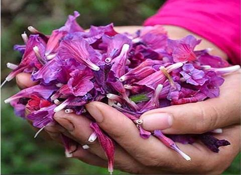 تصویر 4 از قیمت خرید گیاه دارویی گل گاوزبان ایرانی عمده به صرفه و ارزان