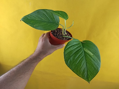 تصویر 3 از خرید گل آپارتمانی پتوس + قیمت فروش استثنایی