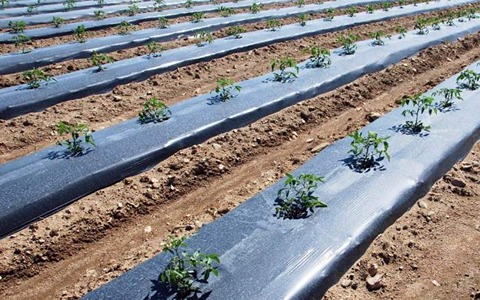 تصویر 1 از خرید نایلون مالچ کشاورزی + قیمت فروش استثنایی