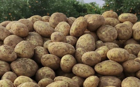 تصویر 1 از قیمت سیب زمینی شیرین با کیفیت ارزان + خرید عمده