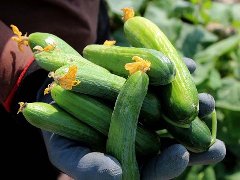 تصویر 2 از خرید و فروش خیار گلخانه ای جیرفت با شرایط فوق العاده