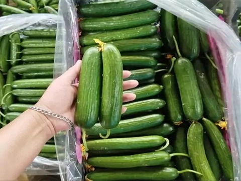 تصویر 3 از خرید و فروش خیار گلخانه ای جیرفت با شرایط فوق العاده