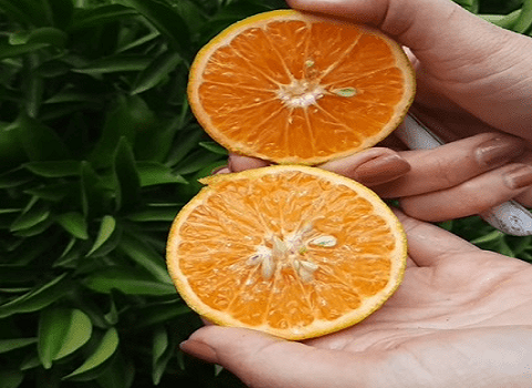 تصویر 2 از فروش نارنگی پیج شمال + قیمت خرید به صرفه
