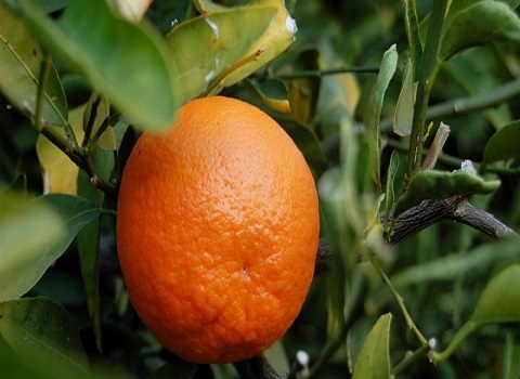 تصویر 3 از فروش نارنگی پیج شمال + قیمت خرید به صرفه