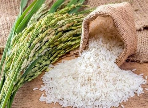 تصویر 1 از خرید برنج کامفیروز شمالی + قیمت فروش استثنایی