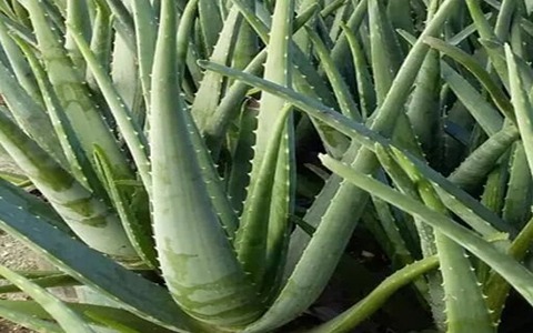 تصویر 2 از قیمت خرید برگ آلوئه ورا اصل با فروش عمده