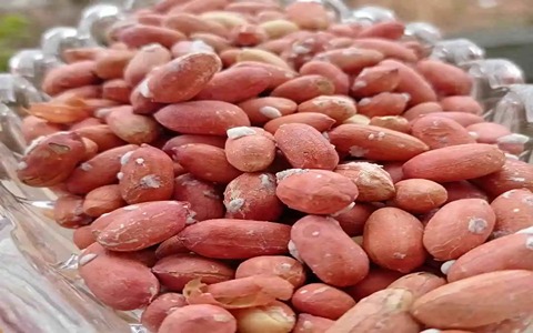 تصویر 3 از خرید و فروش بادام زمینی با پوست قرمز با شرایط فوق العاده