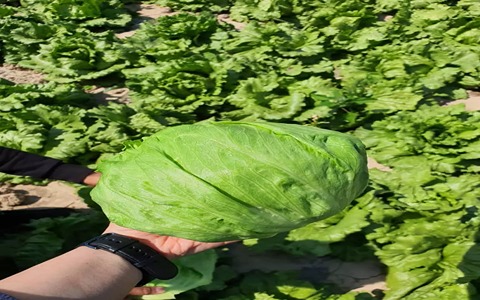 تصویر 2 از خرید کاهو آیسبرگ صادراتی + قیمت فروش استثنایی