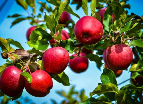 تصویر 4 از قیمت خرید سیب گالا فرانسوی + فروش ویژه