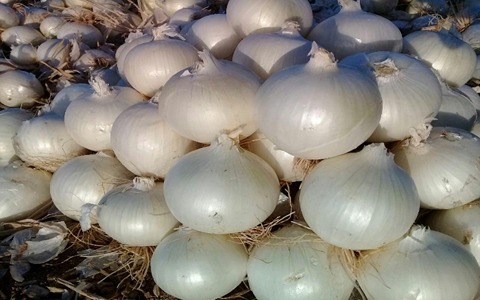 تصویر 4 از خرید پیاز سفید صادراتی + قیمت فروش استثنایی