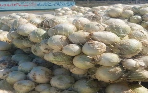 تصویر 2 از خرید پیاز سفید صادراتی + قیمت فروش استثنایی