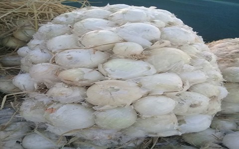 تصویر 1 از خرید پیاز سفید صادراتی + قیمت فروش استثنایی