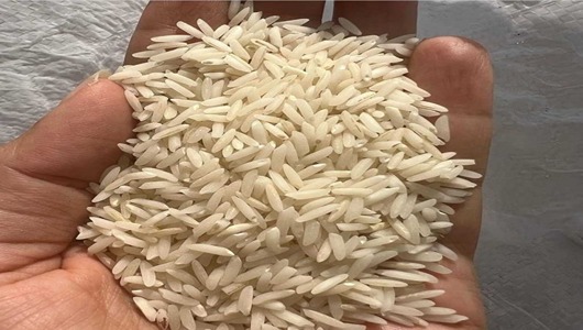 تصویر 2 از فروش برنج محلی شمال + قیمت خرید به صرفه