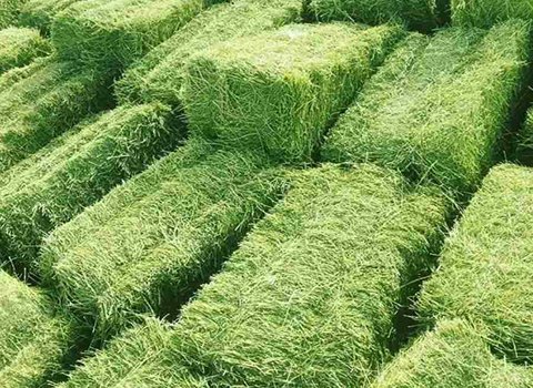تصویر 3 از قیمت خرید خوراک دام جیرفت + فروش ویژه