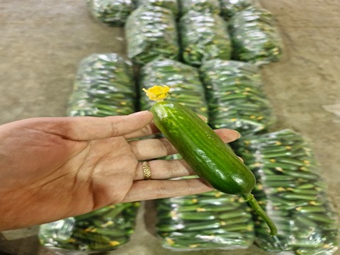 تصویر 3 از فروش خیار گلخانه ای یزد + قیمت خرید به صرفه