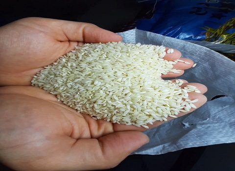 تصویر 3 از قیمت خرید برنج عنبر بو هاشمی + فروش ویژه