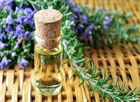 تصویر 1 از قیمت اسانس طبیعی رزماری + خرید باور نکردنی
