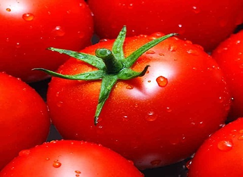 قیمت گوجه فرنگی شیراز با کیفیت ارزان + خرید عمده