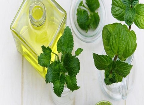 تصویر 4 از قیمت اسانس خوراکی نعناع + خرید باور نکردنی