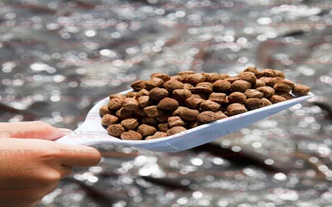 تصویر 4 از قیمت غذای ماهی گوپی تروپیکال با کیفیت ارزان + خرید عمده